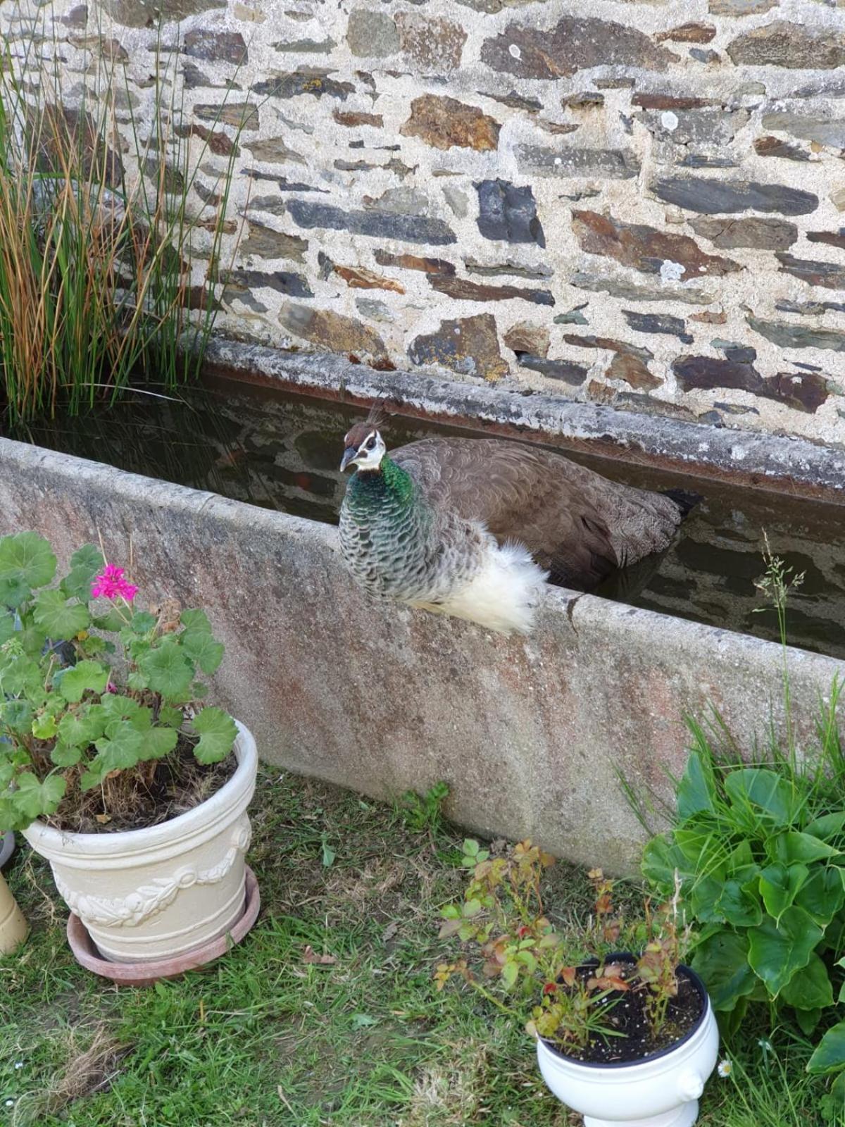 La Ferme De Lec'H Hameury Bed & Breakfast Plestin-les-Greves Exterior photo